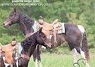 Quarter Horse - Horse for Sale in Lewisburg, TN 63037