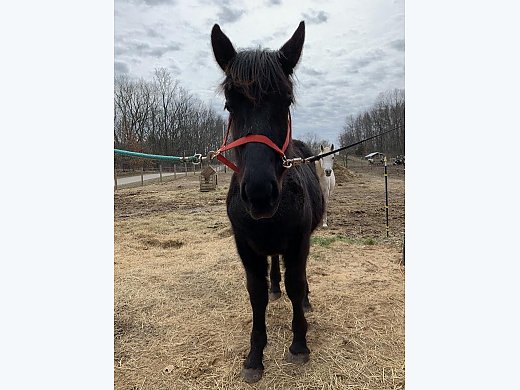 Percheron Horse for Sale