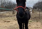Percheron - Horse for Sale in Alto, MI 49302