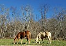 Quarter Horse - Horse for Sale in Marianna, PA 15345 Quarter Horse - Horse for Sale in Marianna, PA 15345