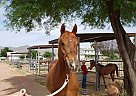 Arabian - Horse for Sale in waddell, AZ 85355