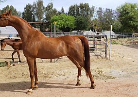 Arabian (Arabian, Gelding) in Waddell, AZ