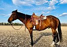 Quarter Horse - Horse for Sale in Howard City, MI 49329