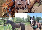 Arabians - Gelding in Whitney, TX Arabians - Gelding in Whitney, TX