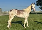 Tennessee Walking - Horse for Sale in Lewisburg, TN 37091