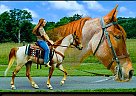 Tennessee Walking - Horse for Sale in Columbia, KY 42728