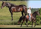 Tennessee Walking - Horse for Sale in Brodhead, KY 42634