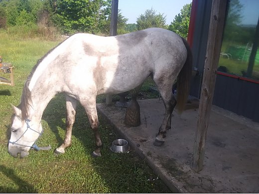 10 yr old Gray Mare