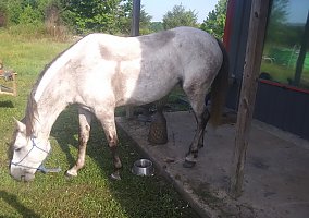 Quarter Horse (Quarter Horse, Mare) in Sherwood, AR