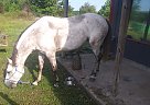 Quarter Horse - Horse for Sale in Sherwood, AR 72120
