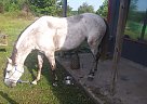 Quarter Horse - Horse for Sale in Sherwood, AR 72120