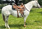 Appaloosa - Horse for Sale in Dayton, OH 45385
