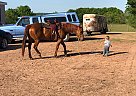 Sundance - Mare in Bristow, OK Sundance - Mare in Bristow, OK