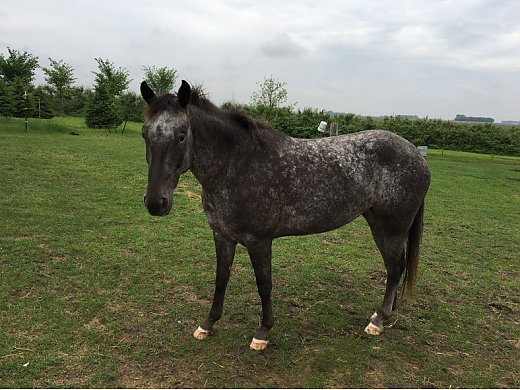 6-year-old-poa-mare-pony-of-the-americas-for-sale-in-hector-mn