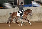 Half Arabian Dressage Half Arabian Mare