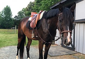 Arabian (Arabian, Gelding) in Fredericksburg, VA