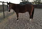 AQHA Bay Gelding Quarter Horse Gelding