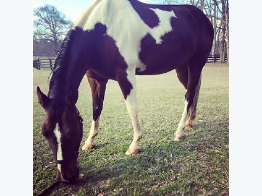 Beautiful Dark Bay Paint Gelding