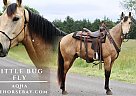 Quarter Horse - Horse for Sale in Tompkinsville, KY 42167 Quarter Horse - Horse for Sale in Tompkinsville, KY 42167