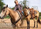 Quarter Horse - Horse for Sale in Summersville, MO 65571 Quarter Horse - Horse for Sale in Summersville, MO 65571
