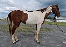 Paint - Horse for Sale in Sevierville, TN 37876-20