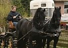 Friesian - Horse for Sale in Bristol,  