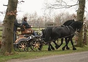 Friesian (Friesian, Stallion)