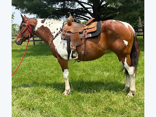 Gorgeous Paint Mare