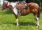 Paint - Horse for Sale in Dayton, OH 45385 Paint - Horse for Sale in Dayton, OH 45385