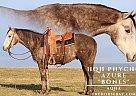 Quarter Horse - Horse for Sale in Hodgenville, KY 42748