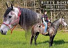 Draft - Horse for Sale in Copperhill, TN 37317