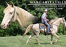 Kentucky Mountain - Horse for Sale in Parkers Lake, KY 42643