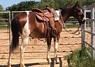 - Mare in Hulbert, OK - Mare in Hulbert, OK