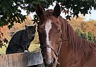 Appendix - Horse for Sale in Amissville, VA 22712 Appendix - Horse for Sale in Amissville, VA 22712