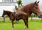 Missouri Fox Trotter - Horse for Sale in Houston, MO 65483 Missouri Fox Trotter - Horse for Sale in Houston, MO 65483