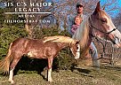 Missouri Fox Trotter - Horse for Sale in Mound City, KS 66056
