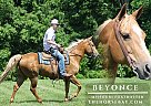 Missouri Fox Trotter - Horse for Sale in Parkers Lake, KY 42634 Missouri Fox Trotter - Horse for Sale in Parkers Lake, KY 42634