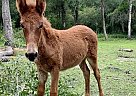 Stella - Mare in Arcadia, FL Stella - Mare in Arcadia, FL