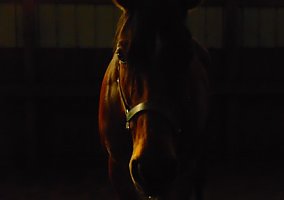 Thoroughbred (Thoroughbred, Mare) in Exeter, RI