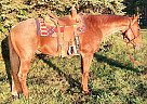 Quarter Horse - Horse for Sale in Johnstown, OH 43031 Quarter Horse - Horse for Sale in Johnstown, OH 43031