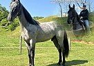 Tennessee Walking - Horse for Sale in SNEEDVLLE, TN 37869 Tennessee Walking - Horse for Sale in SNEEDVLLE, TN 37869