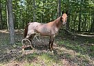 Tennessee Walking - Horse for Sale in Rush, KY 41168 Tennessee Walking - Horse for Sale in Rush, KY 41168