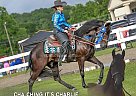 Tennessee Walking - Horse for Sale in , KY 42719