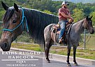 Quarter Horse - Horse for Sale in Copperhill, TN 37317 Quarter Horse - Horse for Sale in Copperhill, TN 37317