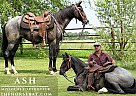 Missouri Fox Trotter - Horse for Sale in Houston, MO 65483