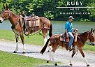 Mule - Horse for Sale in Tompkinsville, KY 42167 Mule - Horse for Sale in Tompkinsville, KY 42167