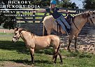 Rocky Mountain - Horse for Sale in St. Croix Falls, WI 50424 Rocky Mountain - Horse for Sale in St. Croix Falls, WI 50424