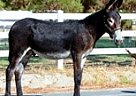 Donkey - Horse for Sale in Las Vegas, NV 89131