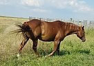 Ginger - Mare in Great falls, MT Ginger - Mare in Great falls, MT
