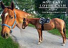 Quarter Horse - Horse for Sale in Sabillasville, MD 21780 Quarter Horse - Horse for Sale in Sabillasville, MD 21780